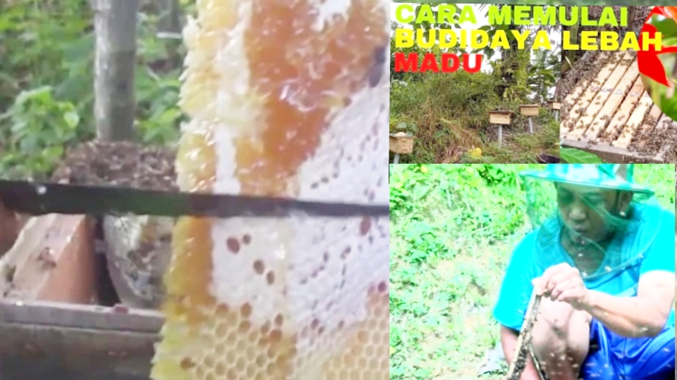 Apis Cerana Indica Sang Lebah Madu Idaman